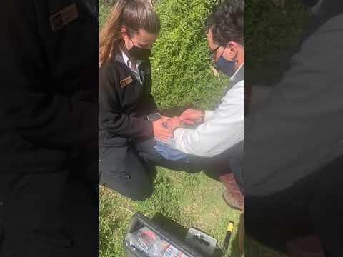 Tiny trackers help scientists unlock the feeding secrets of Phillip Island's little penguins post image