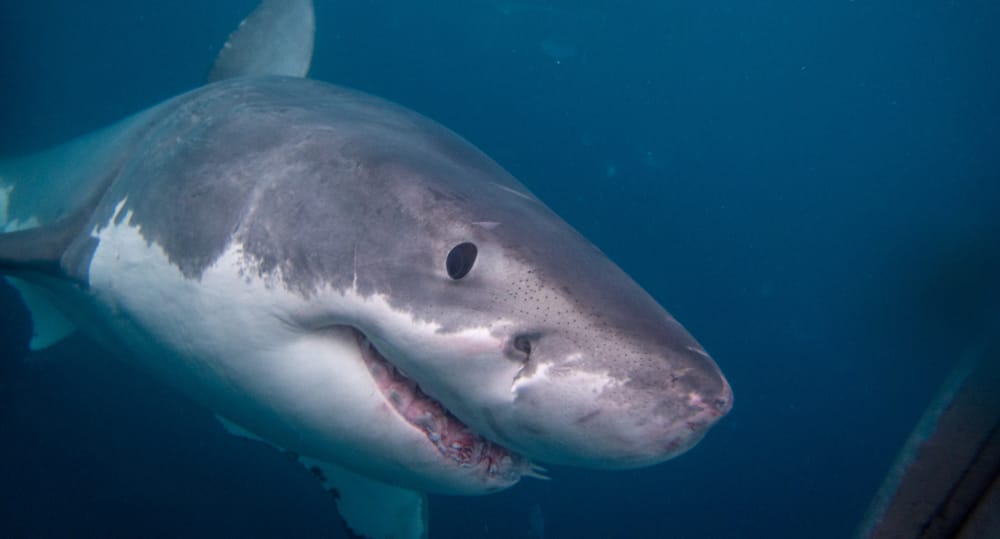 A Marine Mili series: Apex predators of the deep post image