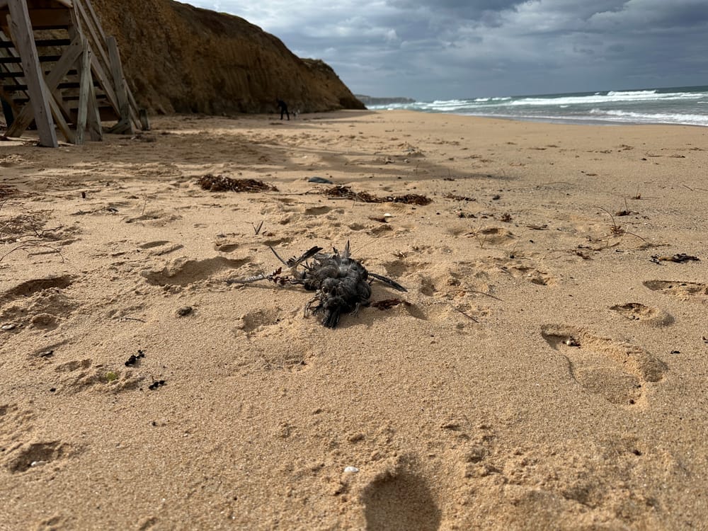 Shearwater deaths caused by hunger, not flu post image