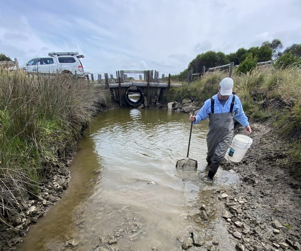 Discovering Powlett's aquatic life post image