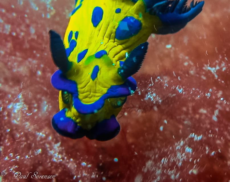 A Marine Mili series: Little ocean gems post image