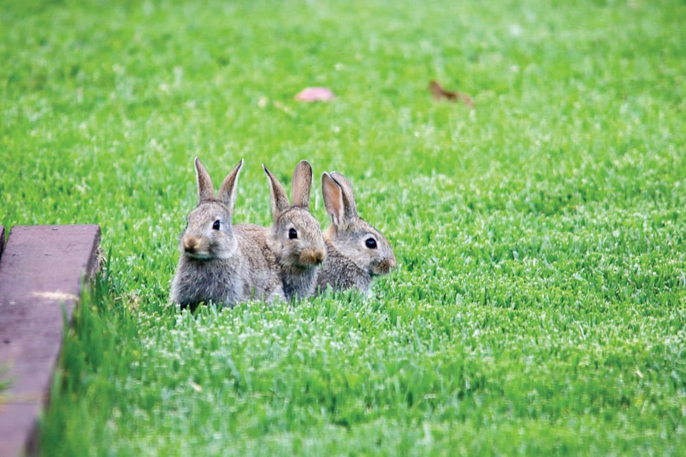 Breeding like, well, rabbits post image