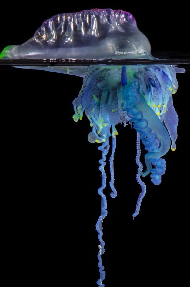 A Marine Mili series: Nature’s drifting predator post image