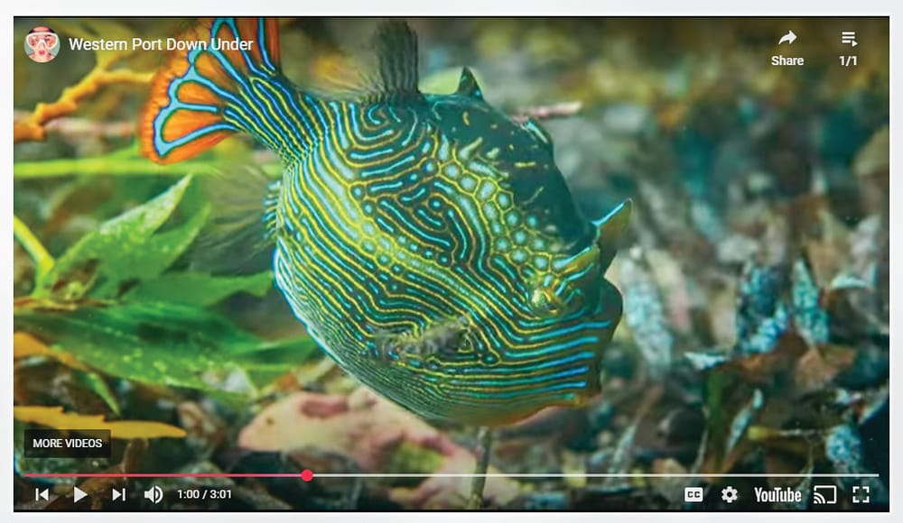 Teaser released for new Western Port documentary post image