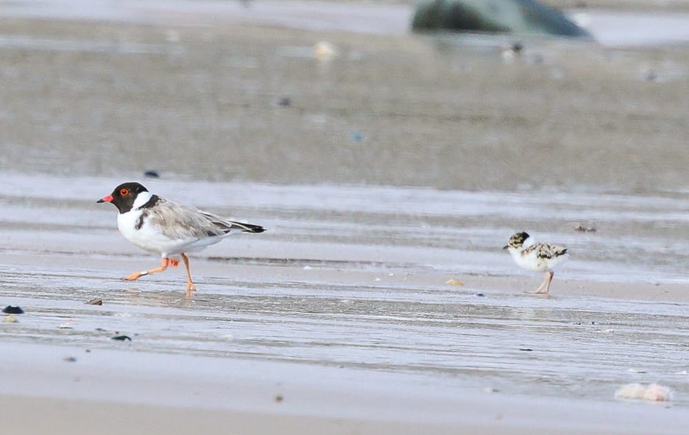 Life’s a beach but not so much for the Hoodies post image