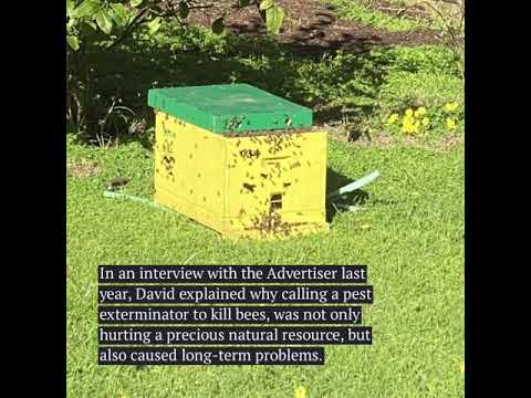 Bees swarm Cape Woolamai home post image