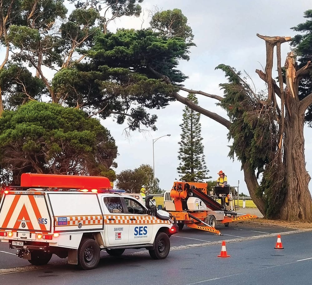 Tree trouble at San Remo … again post image
