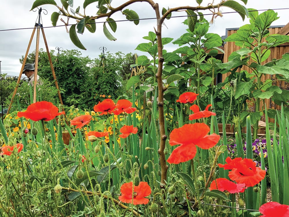 Edible Gardens return post image