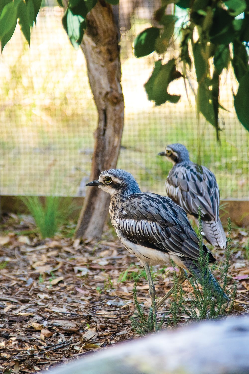 Help bring back bush stone-curlews post image
