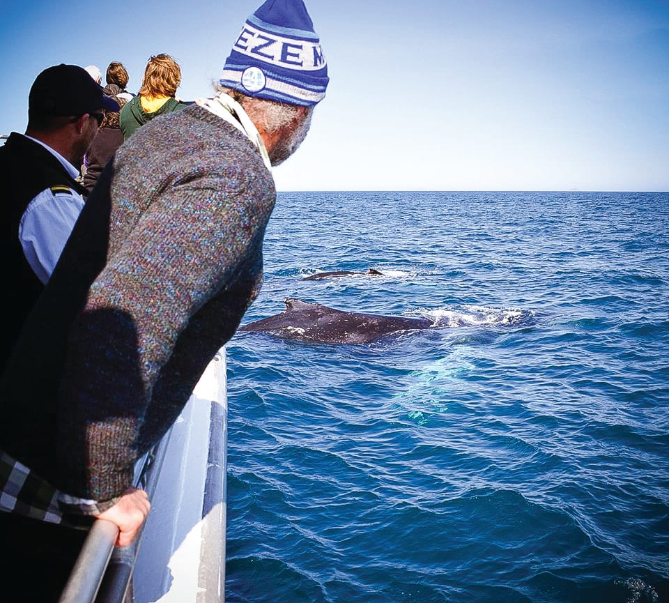 Get ready for the whales post image