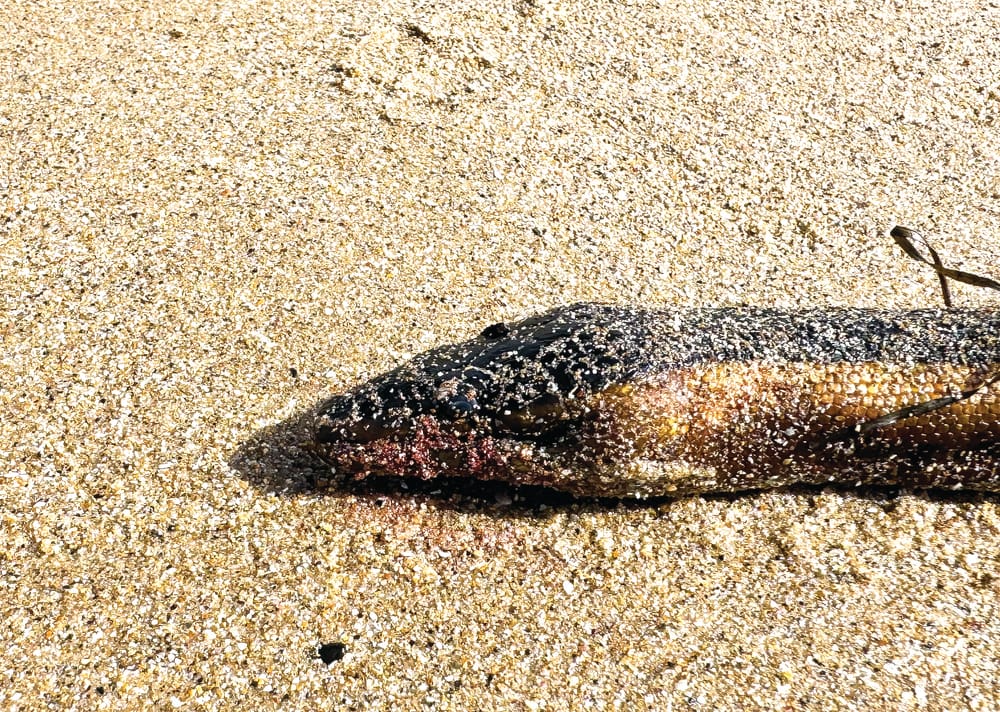 Snakes on a beach post image