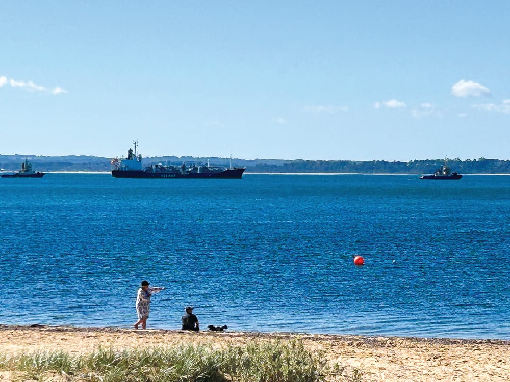 A big visitor (not quite) to our shores post image