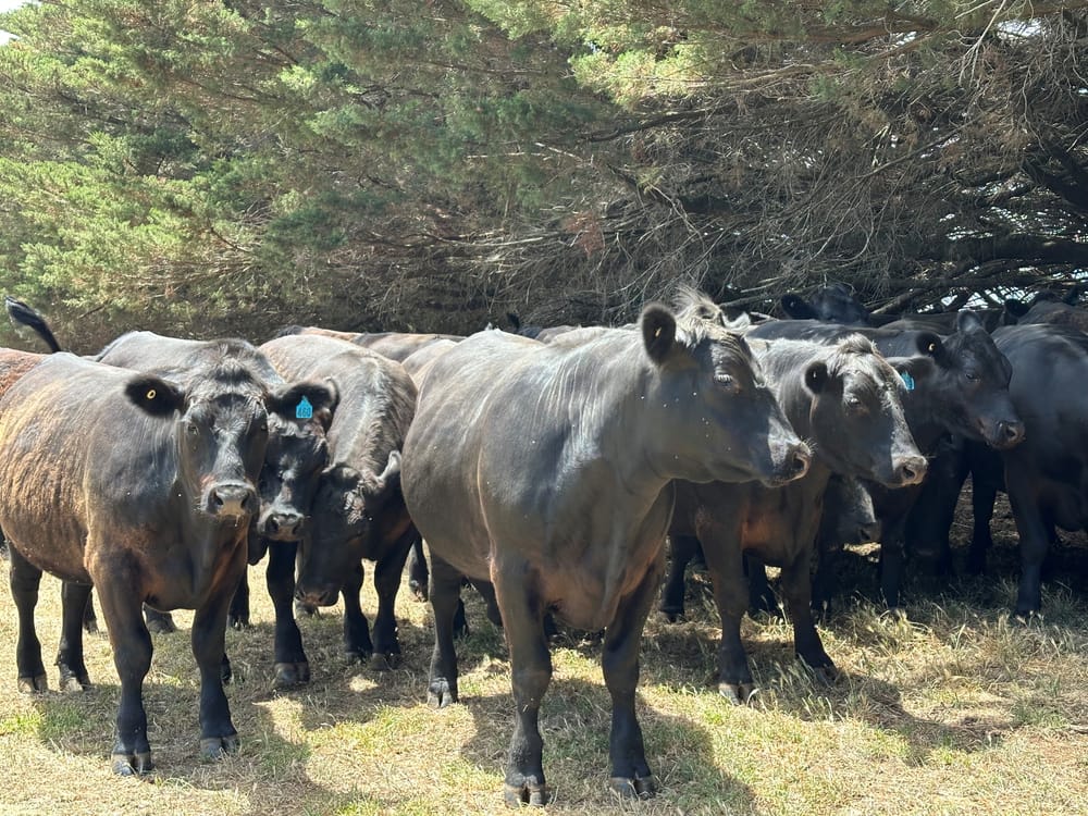 Farmers could be hit with eye-watering levy hike post image