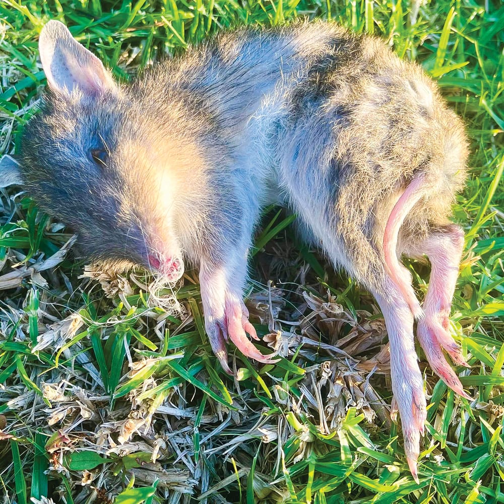 Cat owners unite to help wildlife post image