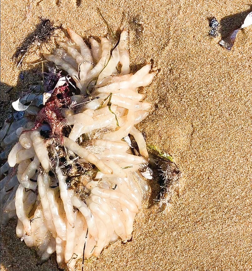 Slimy, white and icky post image