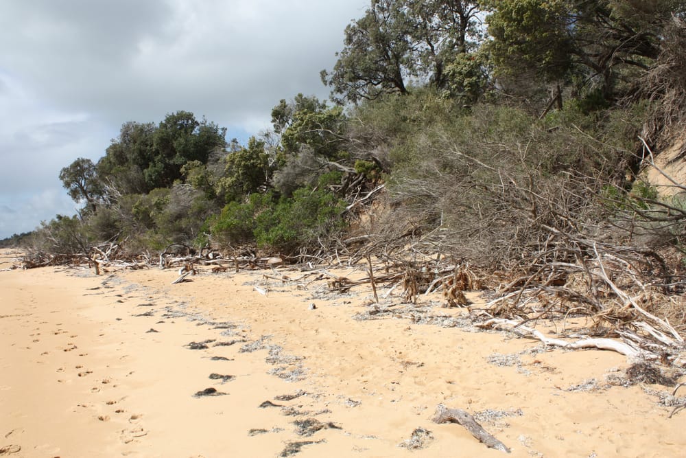 Silverleaves inundation prevented post image