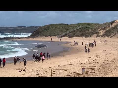 Whale removal a vexed question post image