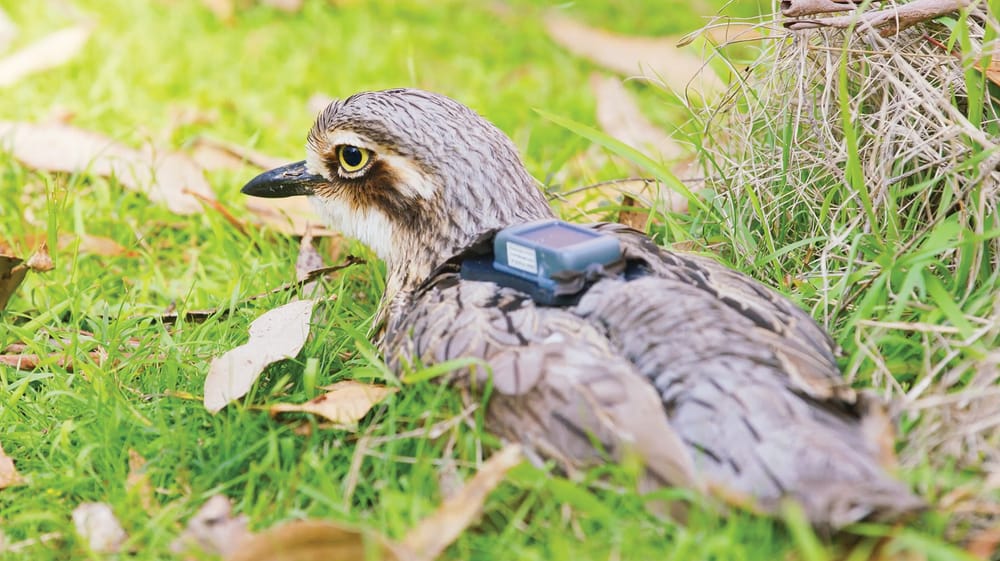 More critically-endangered birds to be released, roadkill the biggest threat post image