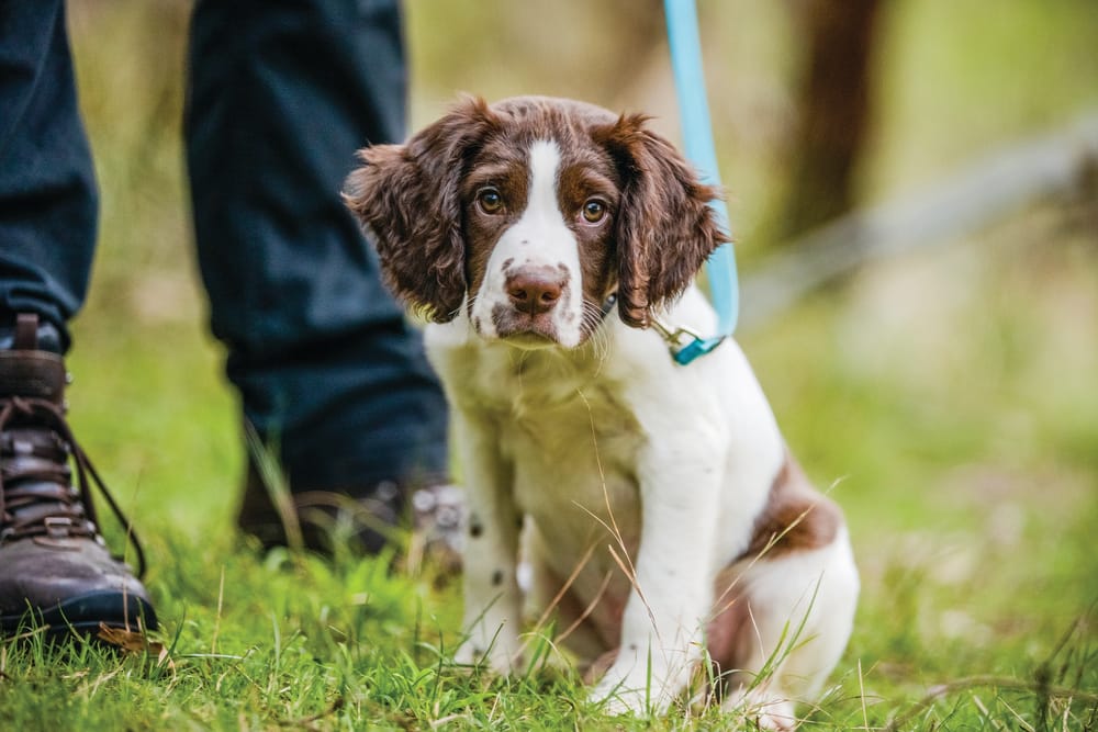 No sign of fox post image