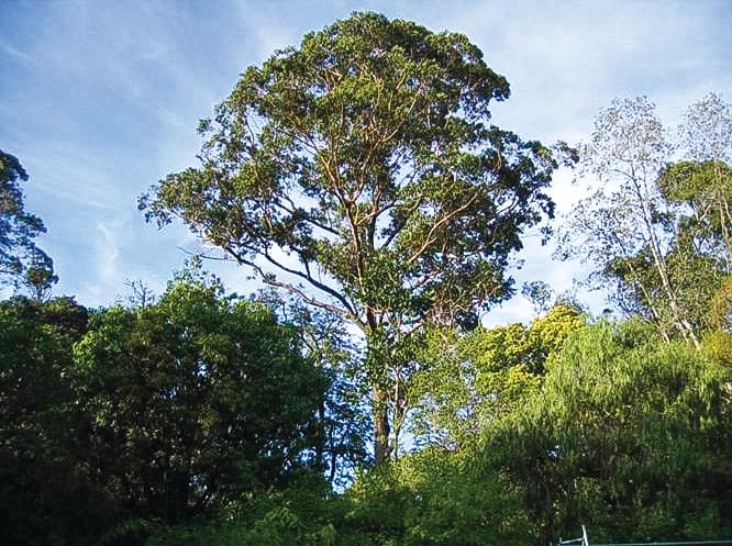 Can’t see the policy for the trees post image