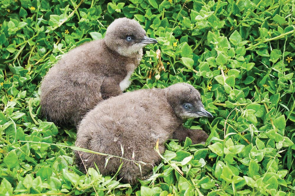 Help to protect penguins from heat, fire post image