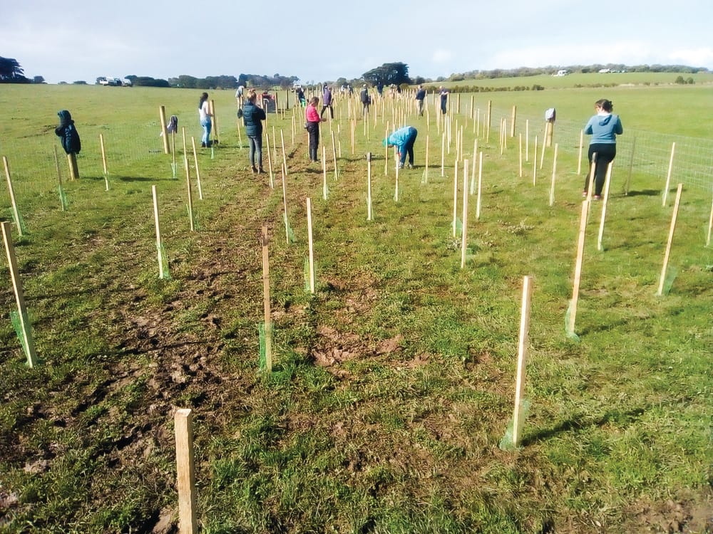 Reducing plant predation pressures on Phillip Island post image