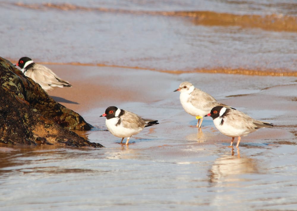 Hooded plover parents become empty nesters post image