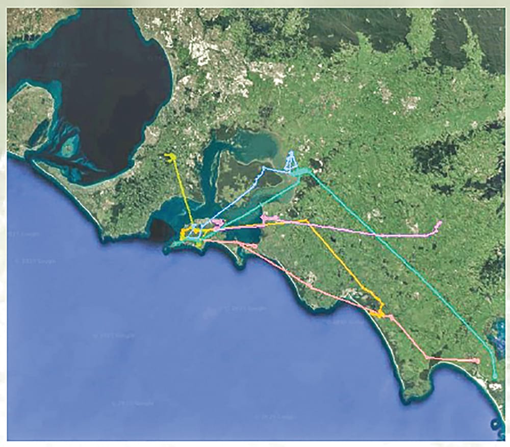 A wild goose chase post image