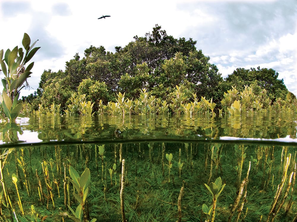 A Marine Mili series: The lungs of the sea post image