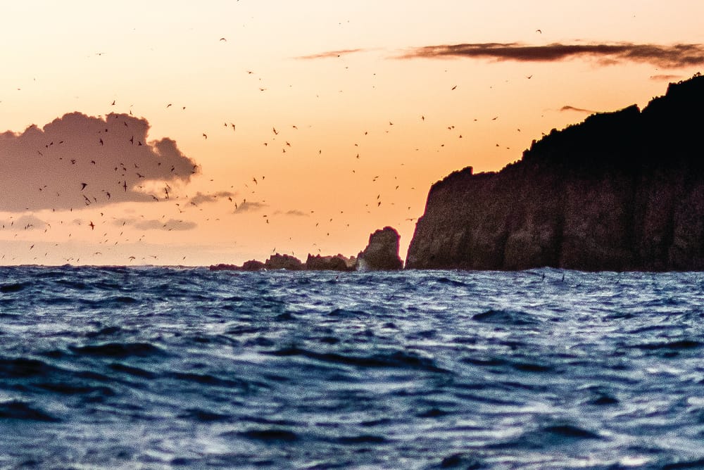 Shearwaters get reported post image