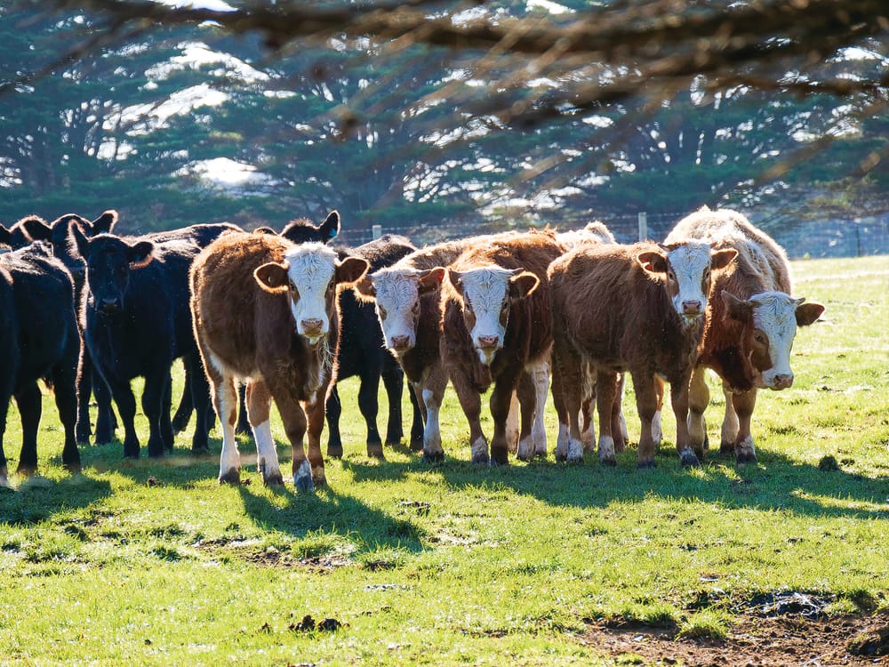 Farmer outcry at proposed planning controls post image