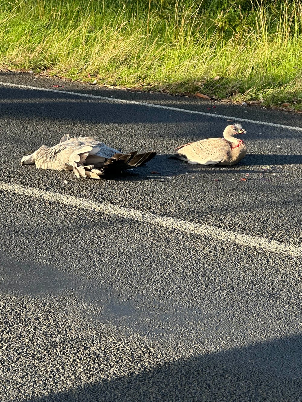 Wildlife road toll deadly start to new year post image