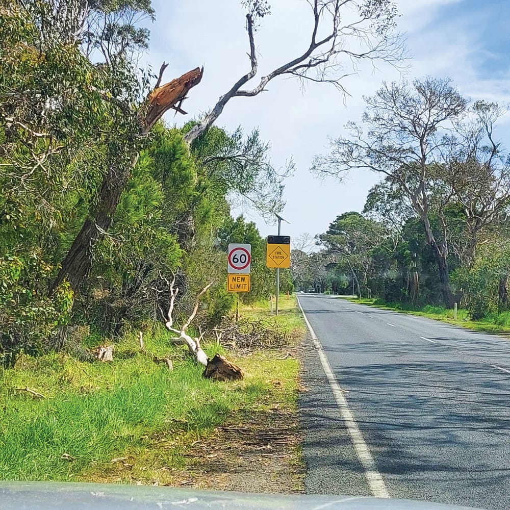 Another dead tree falls on Ventnor Road post image