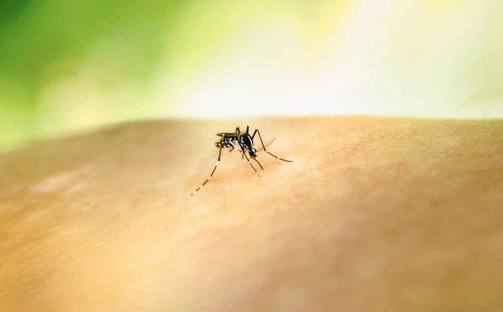 Mozzie season is back post image