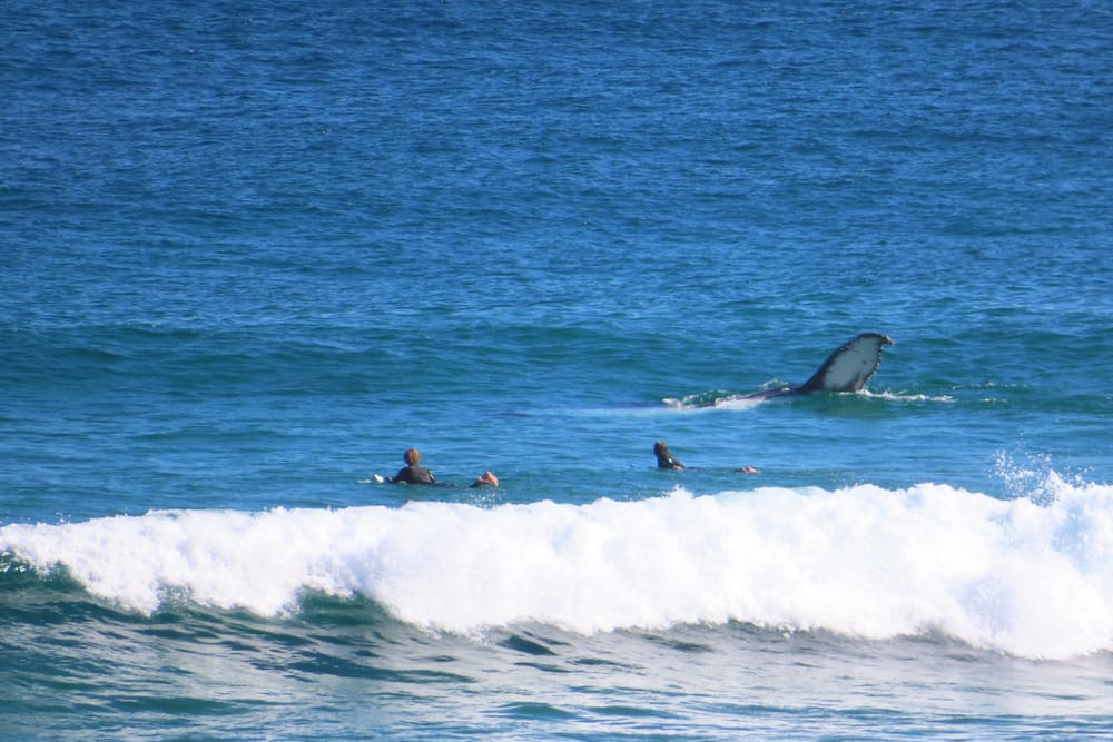 From Wales to whales post image