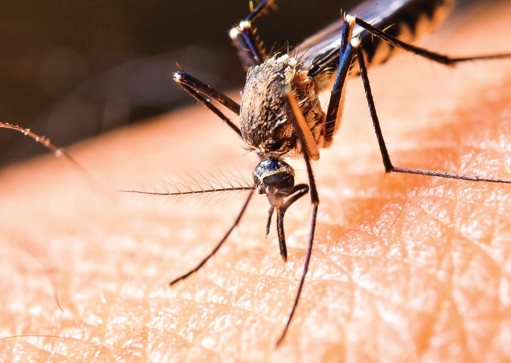 Mosquito warning upgraded post image