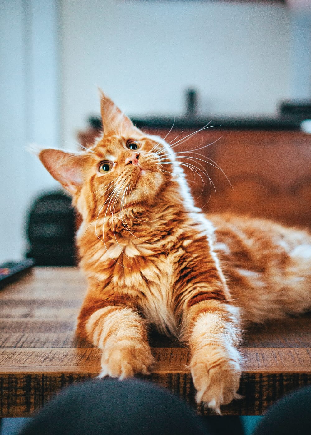 Cat curfew to be introduced post image