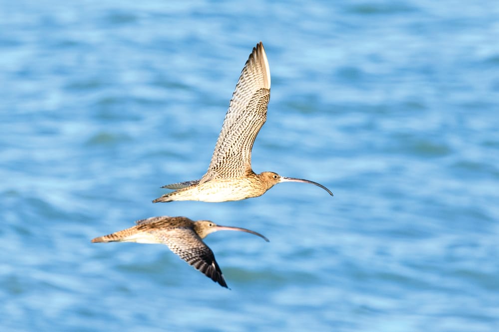 Western Port admitted to World biosphere network post image