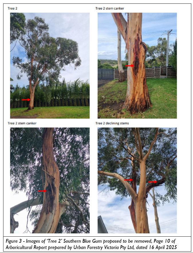 Ventnor tree removal now approved post image