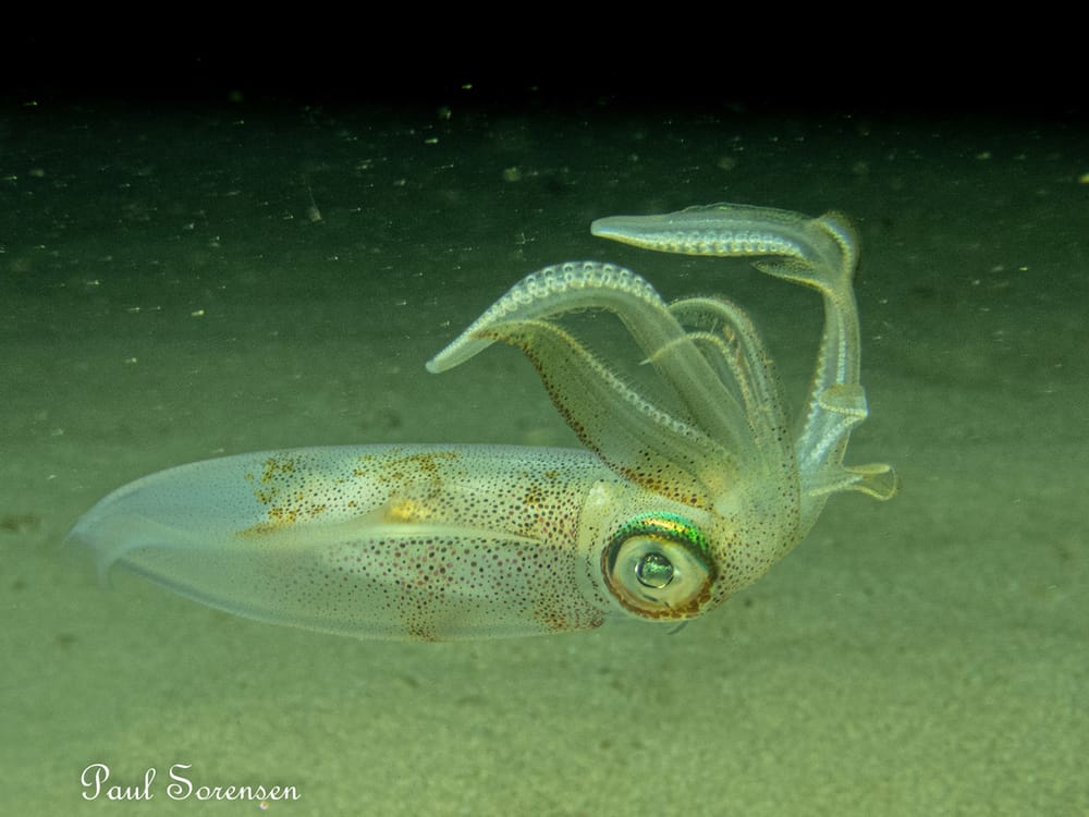 A Marine Mili series: The Southern Calamari Squid! post image