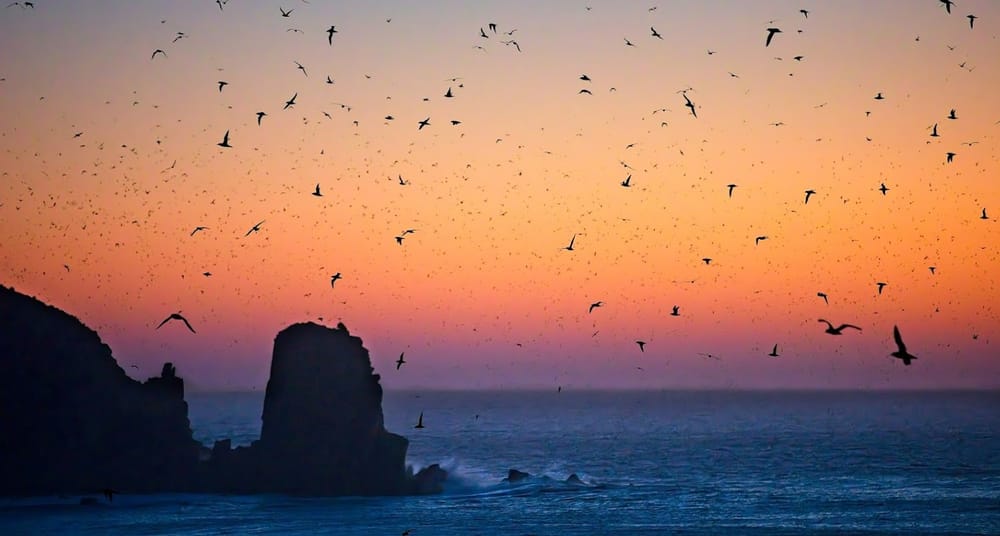 Mass mortality of birds, mammals expected post image