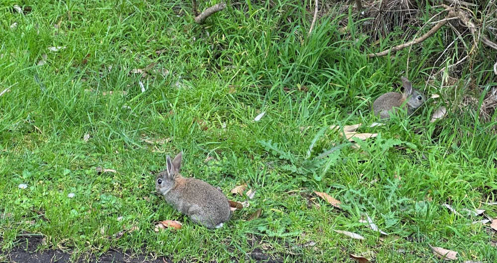 War on rabbits declared post image