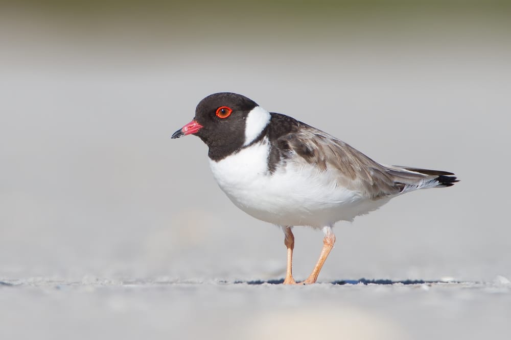 Hooded Plover Conservation Dinner post image
