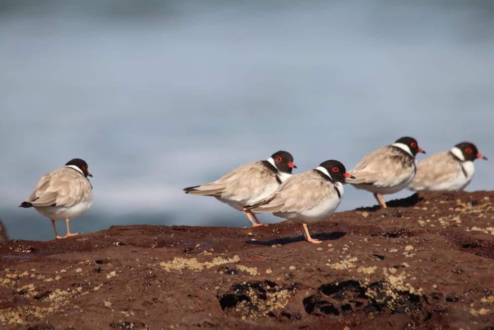 Hooded Plovers information session post image