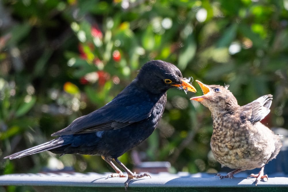 What's for breakfast dad? post image
