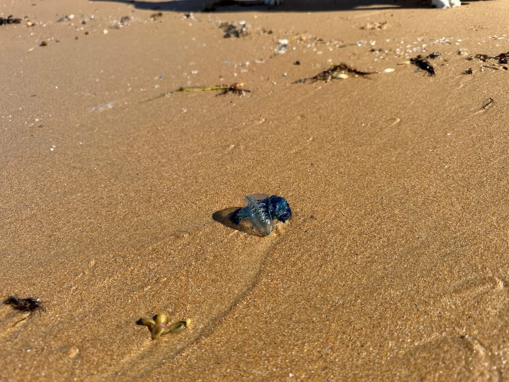 Blue warnings for beach goers post image