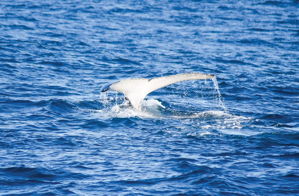 Island Whale Festival post image