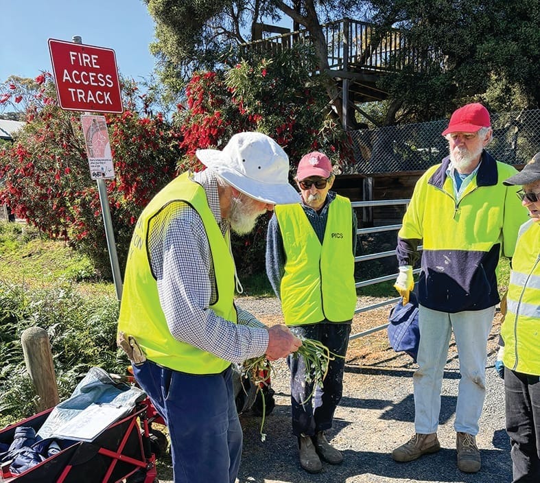 The weed of many names post image