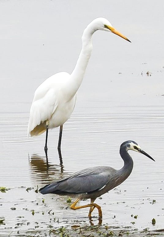 A Birding Outing for children on Phillip Island post image