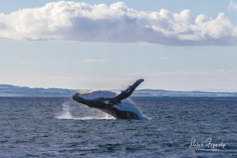 Phillip Island Whale Festival post image